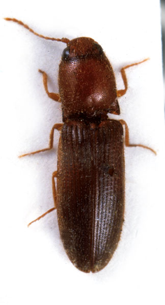 Elathous emgei