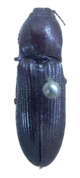 Elathous graecus