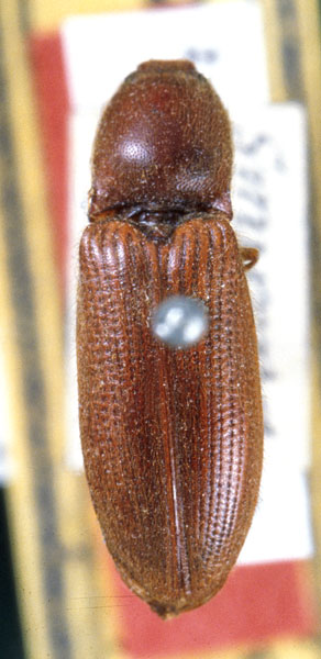 Elathous smyrnensis