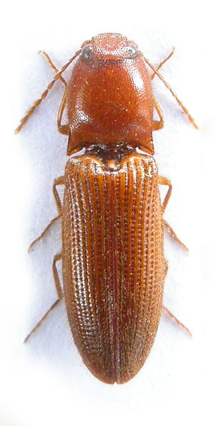 Elathous syriacus