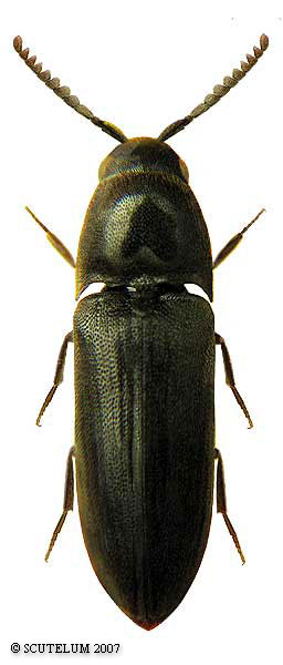 Eucnemis capucina