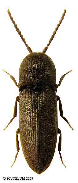 Farsus dubius