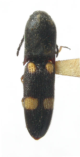 Friedrichiellus sedlaceki