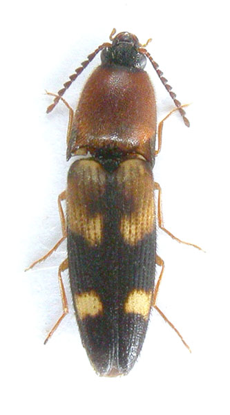 Gamepenthes hubeiensis