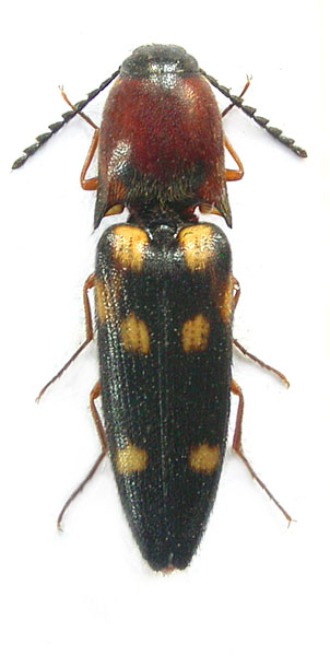 Gamepenthes kresli