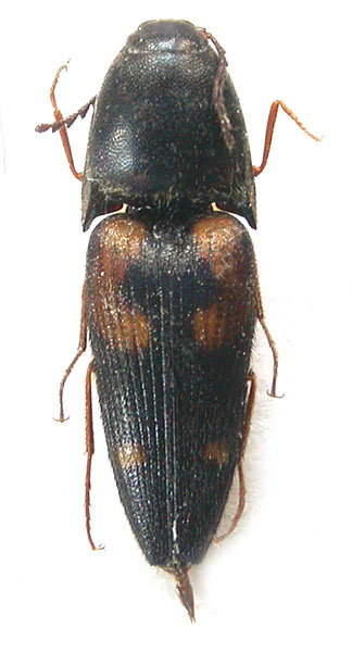 Gamepenthes lijingkei