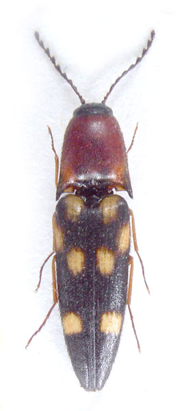 Gamepenthes sausai