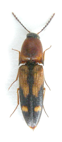 Gamepenthes sichuanensis