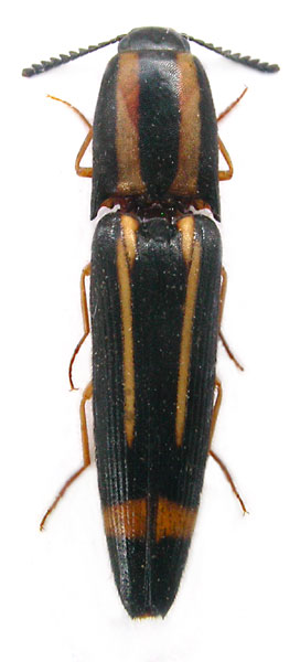 Ganoxanthus virgatus