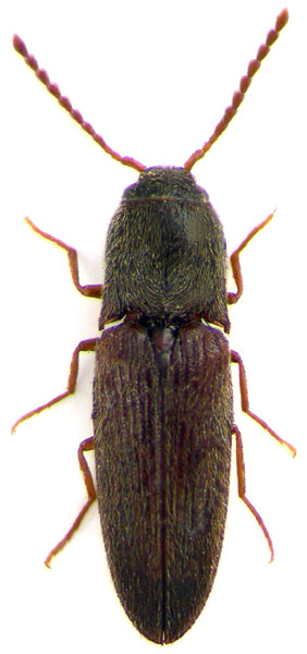 Glyphonyx occidentalis