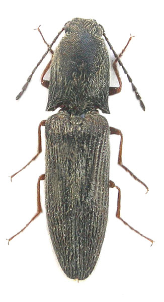 Gnathodicrus kubani