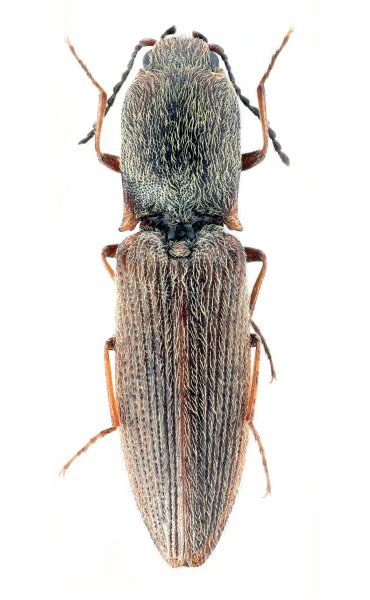 Gnathodicrus yunnanensis