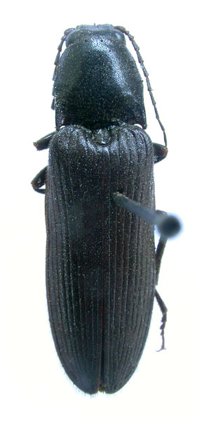 Harminius carbonarius