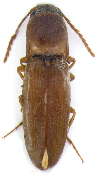 Hartenius marocanus