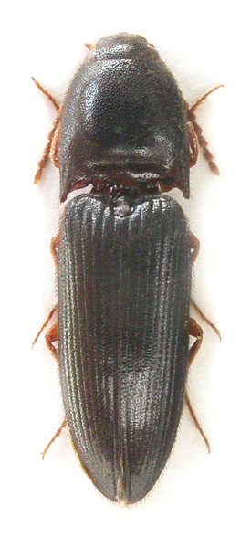 Haterumelater picinus