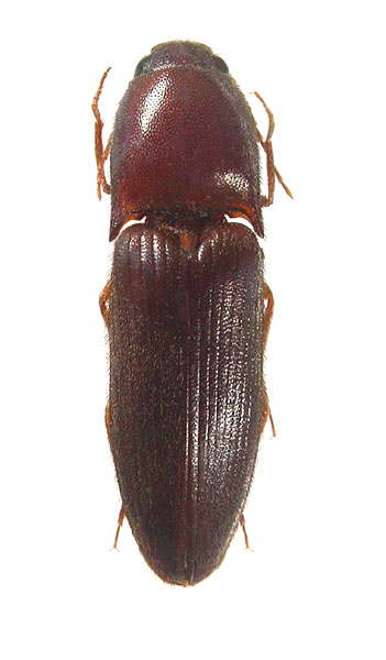 Haterumelater tauricola