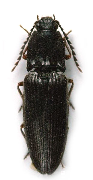 Hemicrepidius agajewi