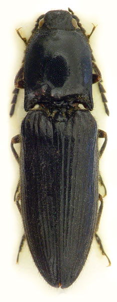 Hemicrepidius hirtus