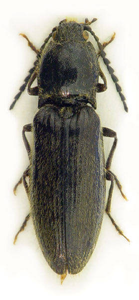 Hemicrepidius niger