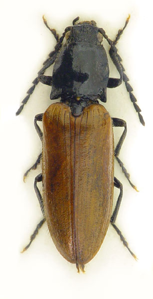 Hemicrepidius niger