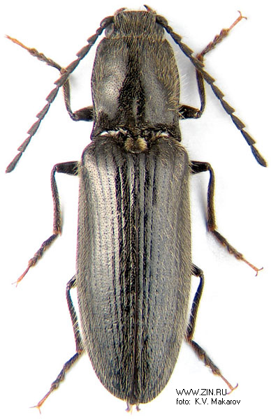 Hemicrepidius niger