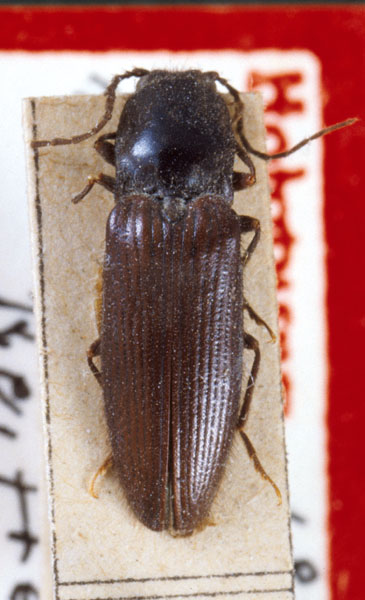 Hemicrepidius nigritulus