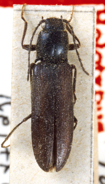 Hemicrepidius perniger