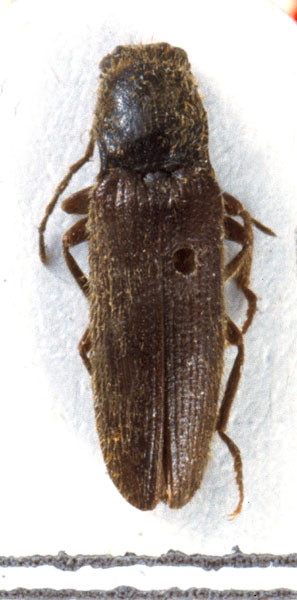 Hemicrepidius pullus