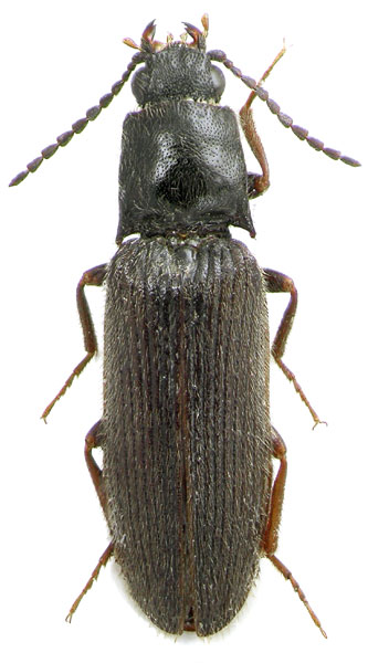 Hemicrepidius rahmei