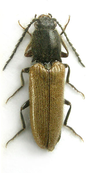 Hemicrepidius schneideri