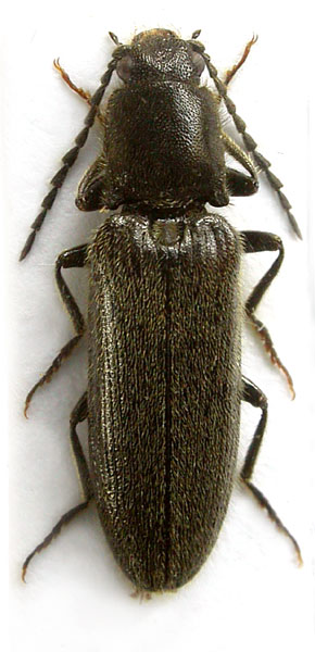 Hemicrepidius schneideri