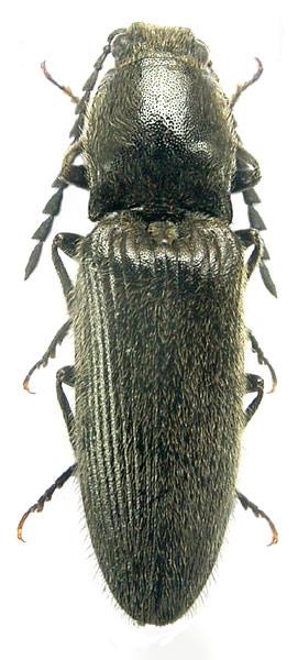 Hemicrepidius tartarus