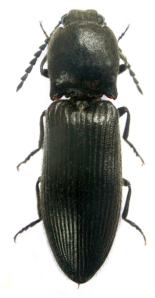 Hemicrepidius tartarus