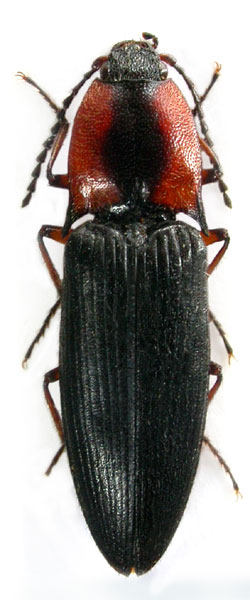 Homotechnes corymbitoides