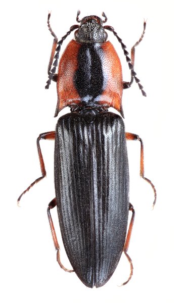 Homotechnes kucerai
