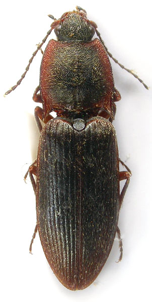 Homotechnes opacicollis