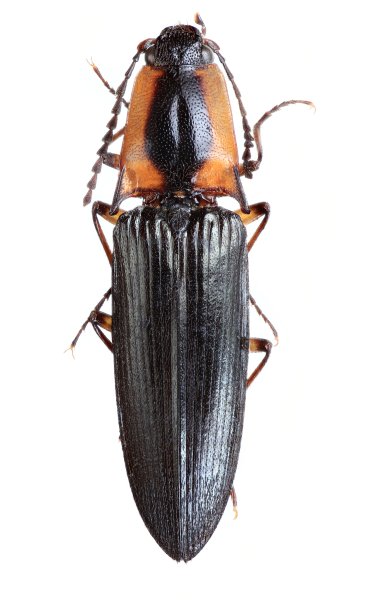 Homotechnes sapae