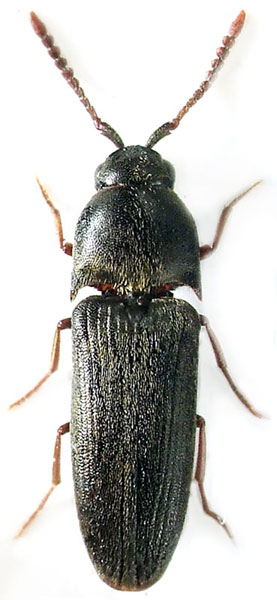 Hylis foveicollis