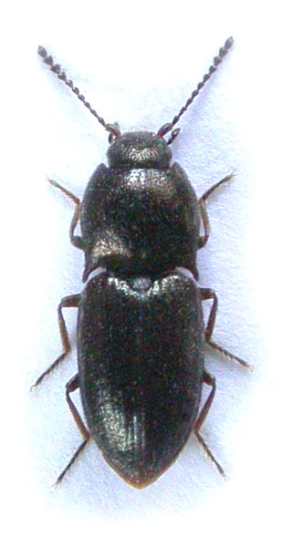 Hypnoidus affinis