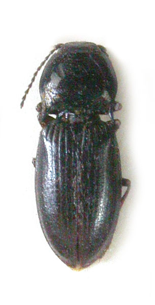 Hypnoidus beckeri