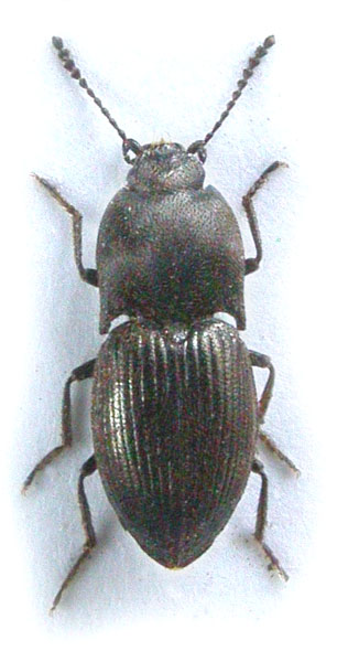 Hypnoidus brevicollis