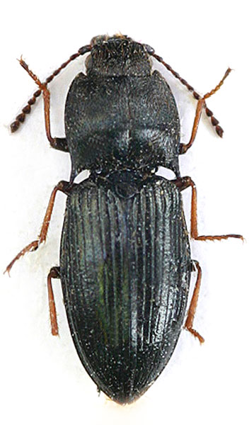 Hypnoidus brezinai