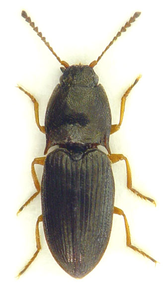 Hypnoidus consobrinus