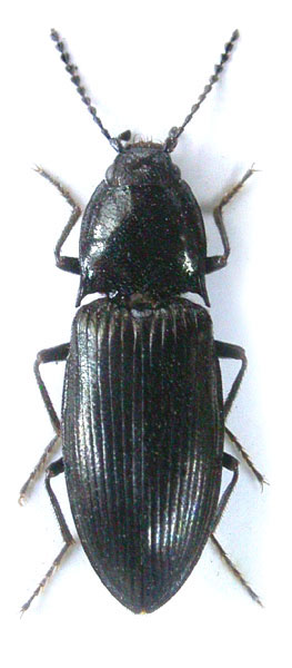 Hypnoidus jeffreyi