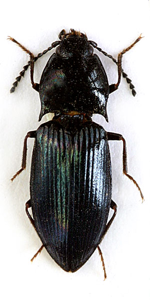 Hypnoidus jeffreyi