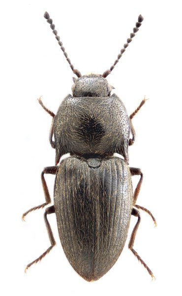 Hypnoidus kalabi