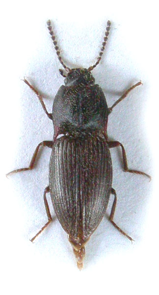 Hypnoidus mendeli