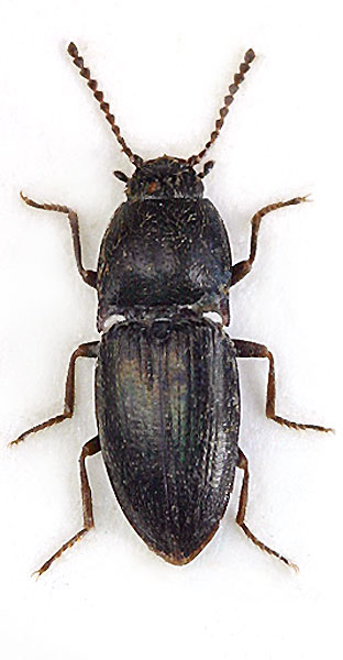 Hypnoidus mendeli