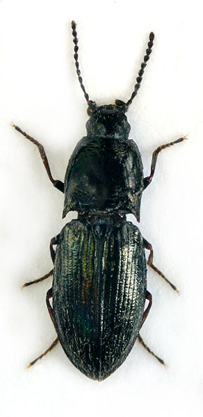 Hypnoidus narynensis