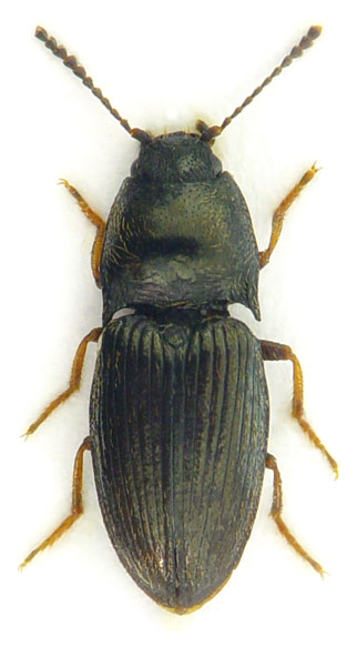 Hypnoidus riparius